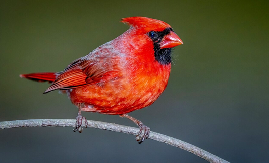 Bird Science - Northern Cardinal