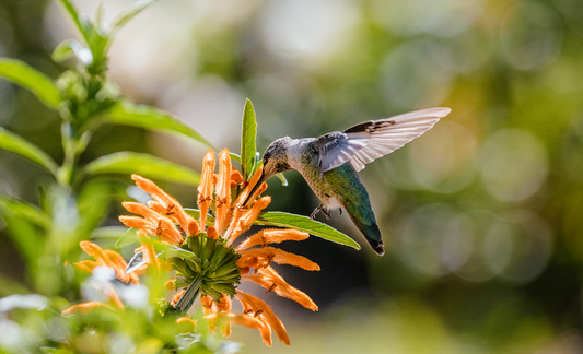 Bird Science - Anna's Hummingbird
