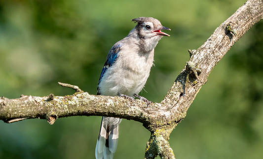 Bird Science - Blue Jay