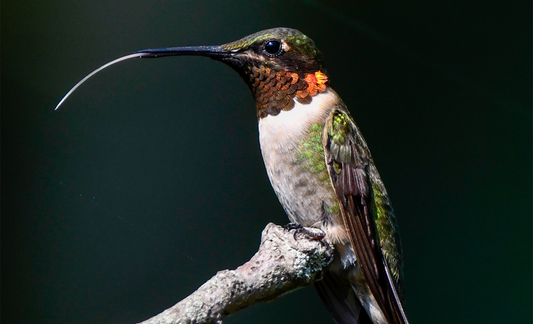 Bird Science - Ruby-throated Hummingbird