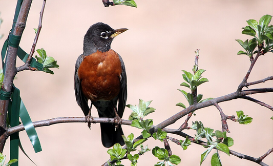 Bird Science - American Robin
