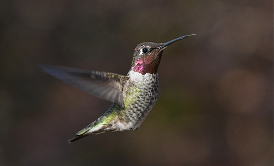 Bird Science - Broad-tailed Hummingbird